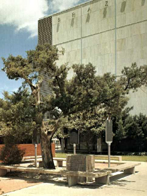 Courthouse Cedar-1969